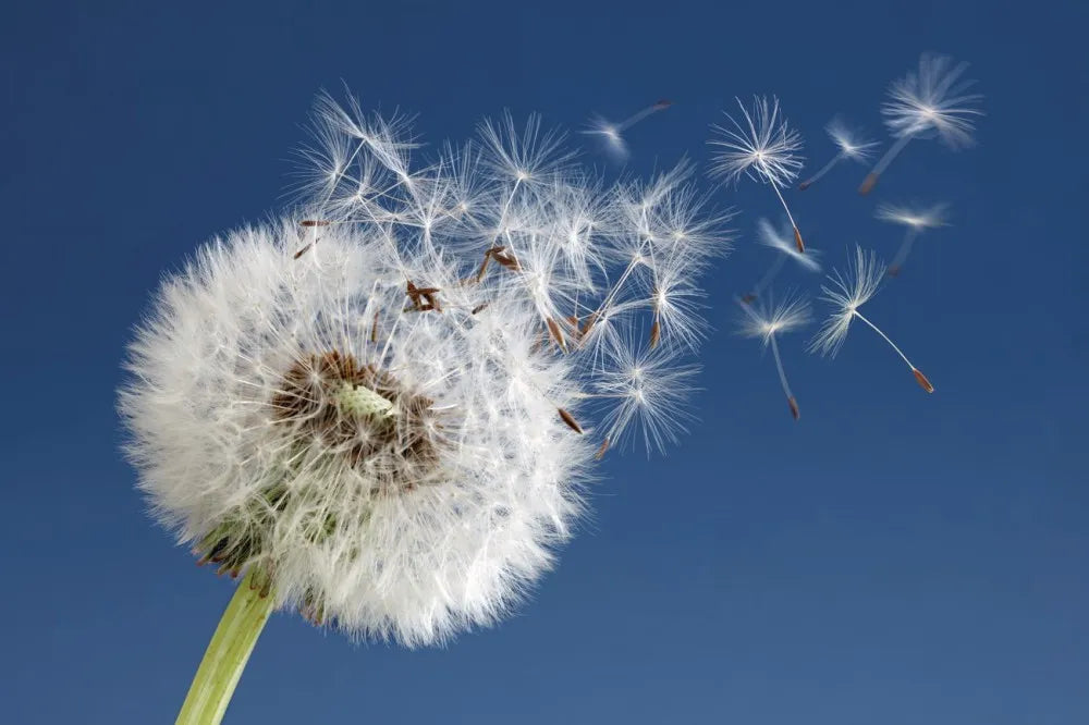 Dandelion