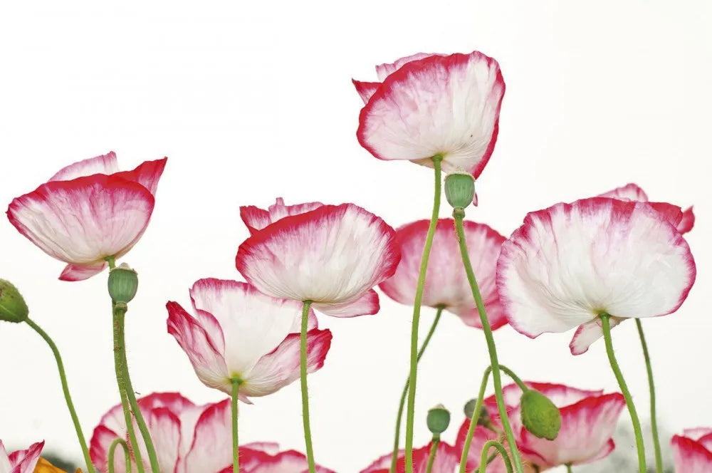 Red and white poppies
