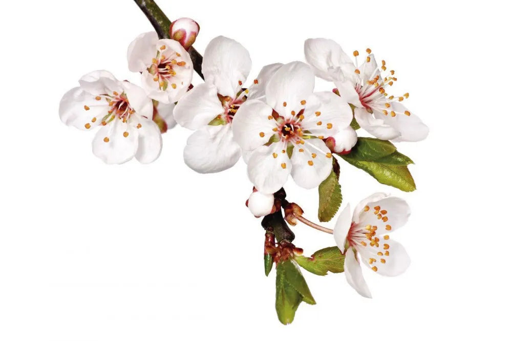 The spring bloom
