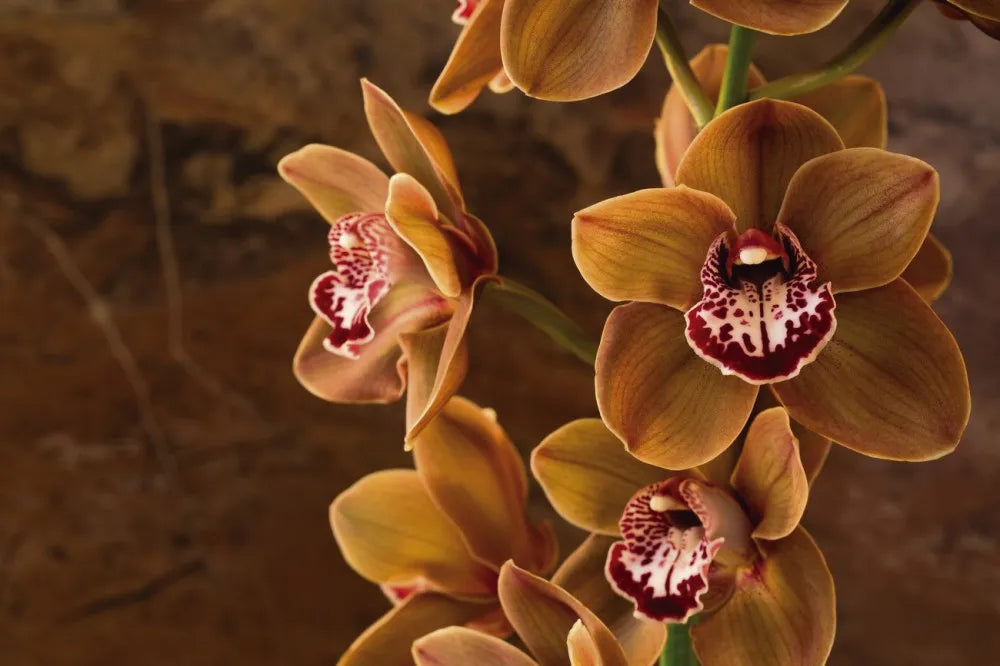 Orchid