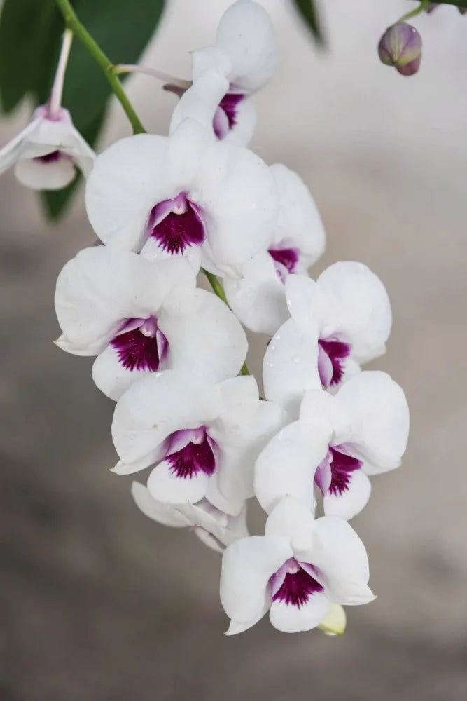 White orchids