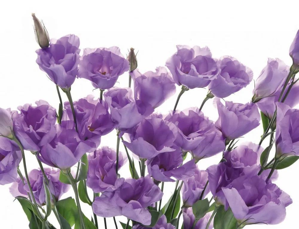 Eustoma