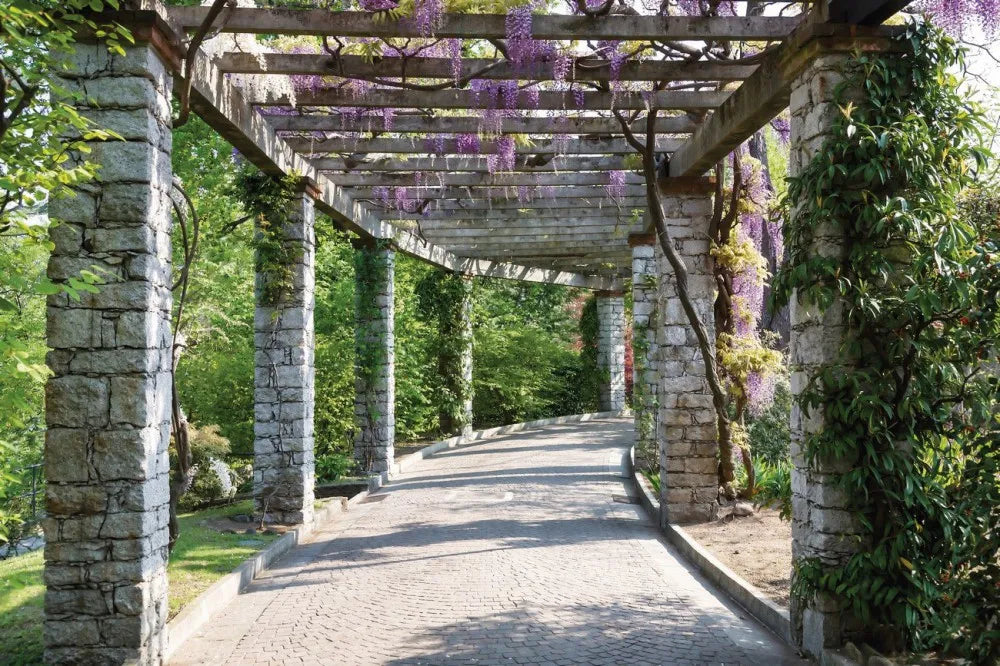 Pergola with Wisteria, Italy