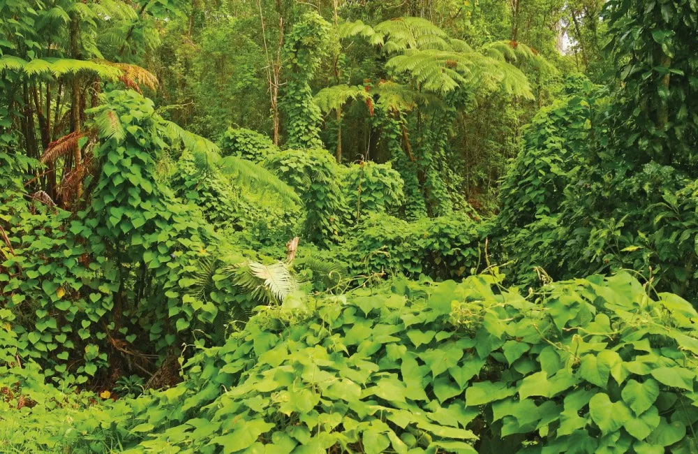 Hawaiian jungle