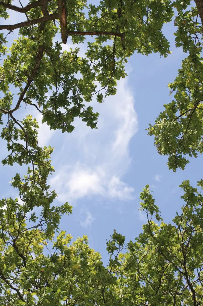 The branches of the trees