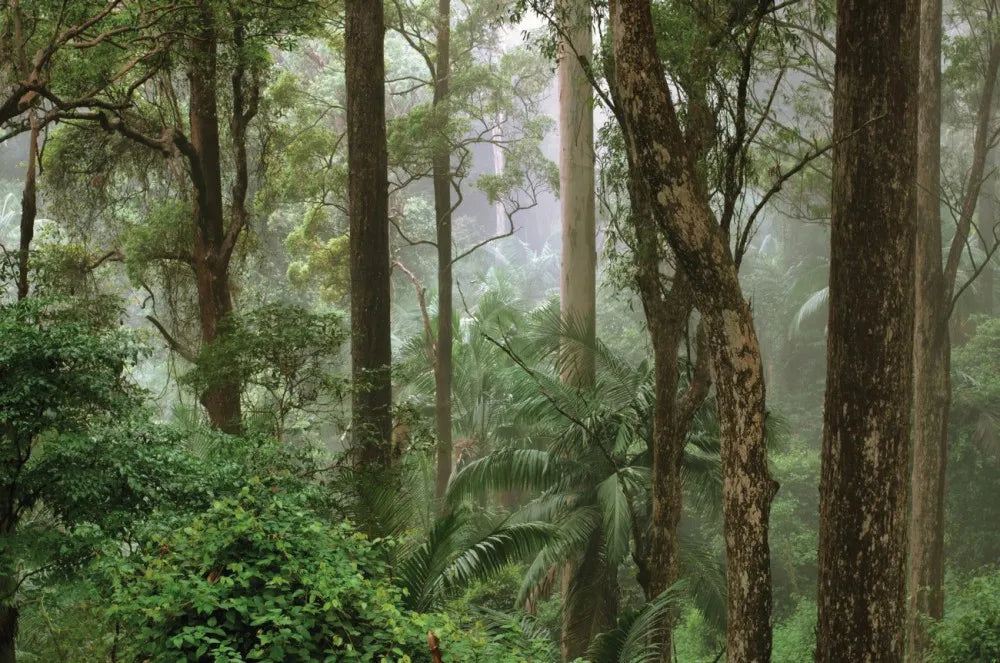 Jungle