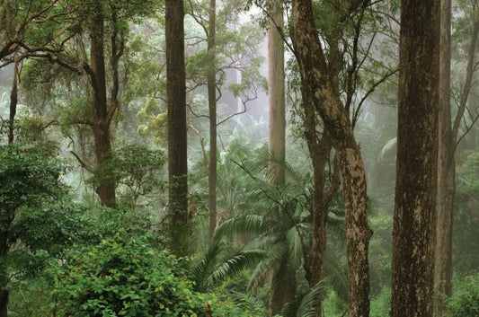 Jungle