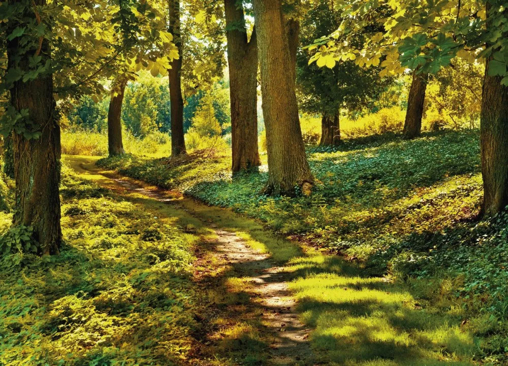 Oak grove