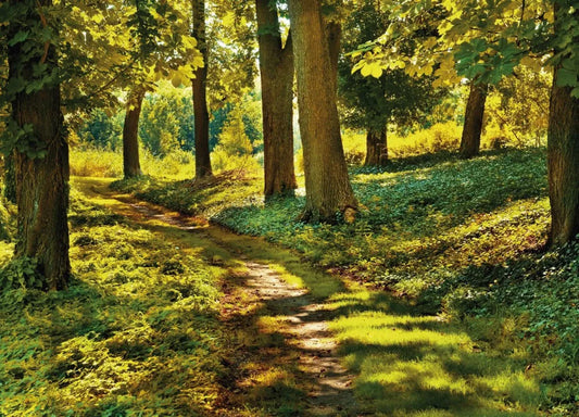 Oak grove