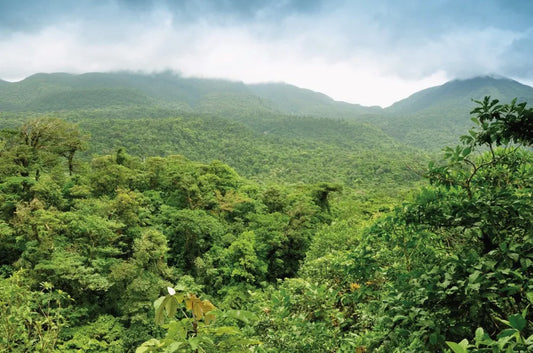 Jungle