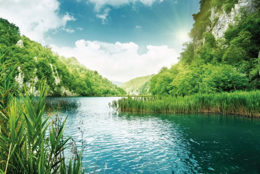 River in the forest