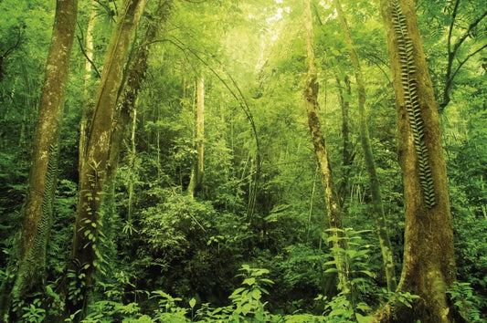 Jungle