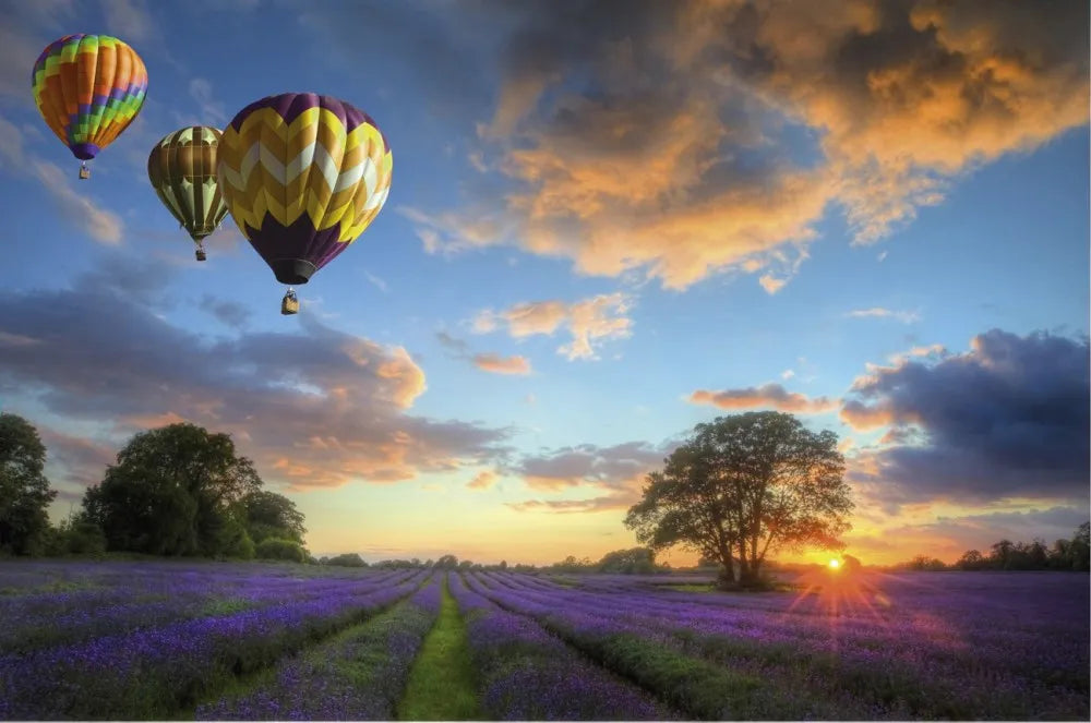 Lavender field