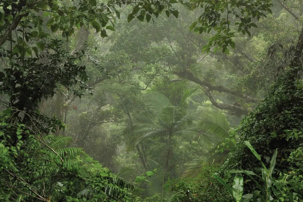 Jungle