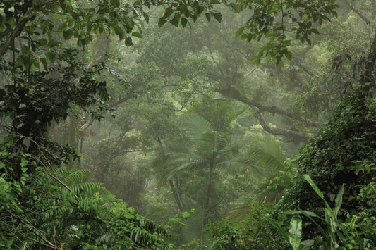 Jungle