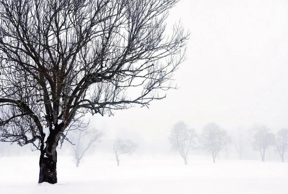 Winter garden