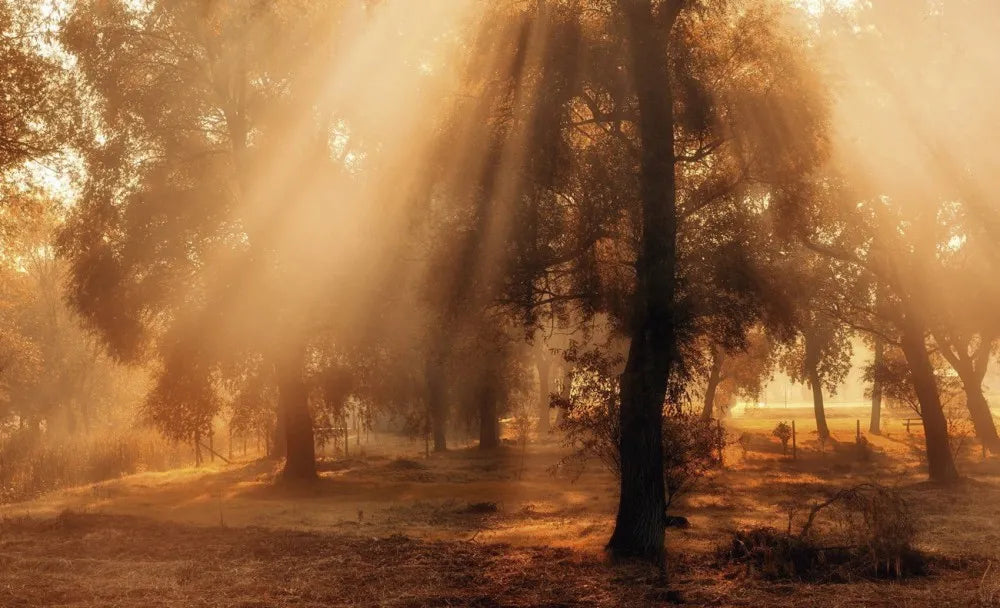 Sun rays in the forest