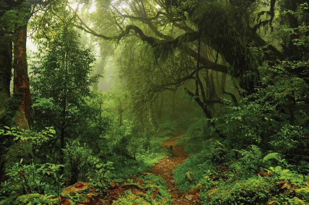 Path in the woods