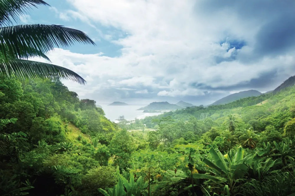 Jungle