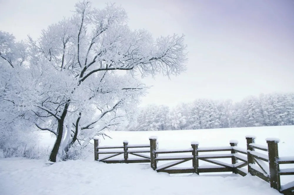 Snow-covered fence