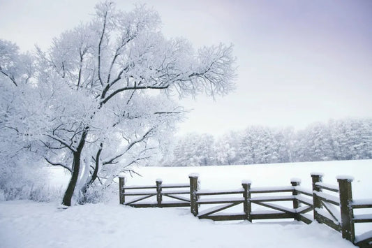 Snow-covered fence