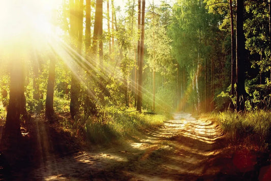 Forest road