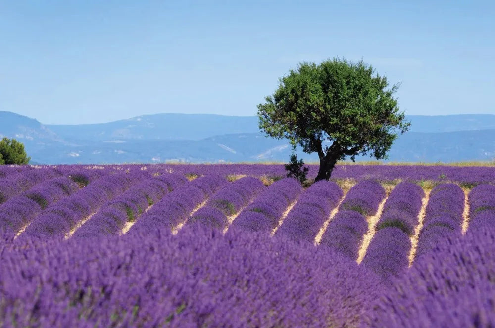Lavender Field