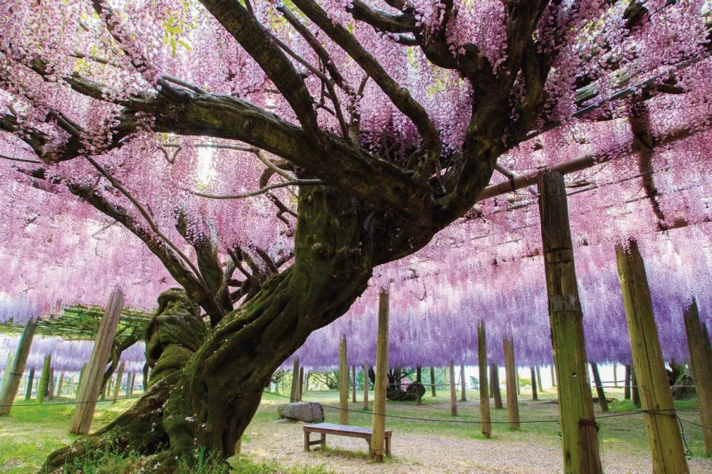 Flowering tree