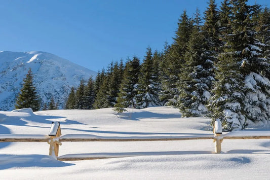 Snowy forest