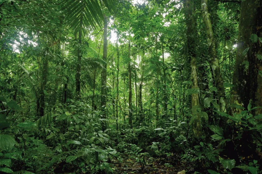 Jungle