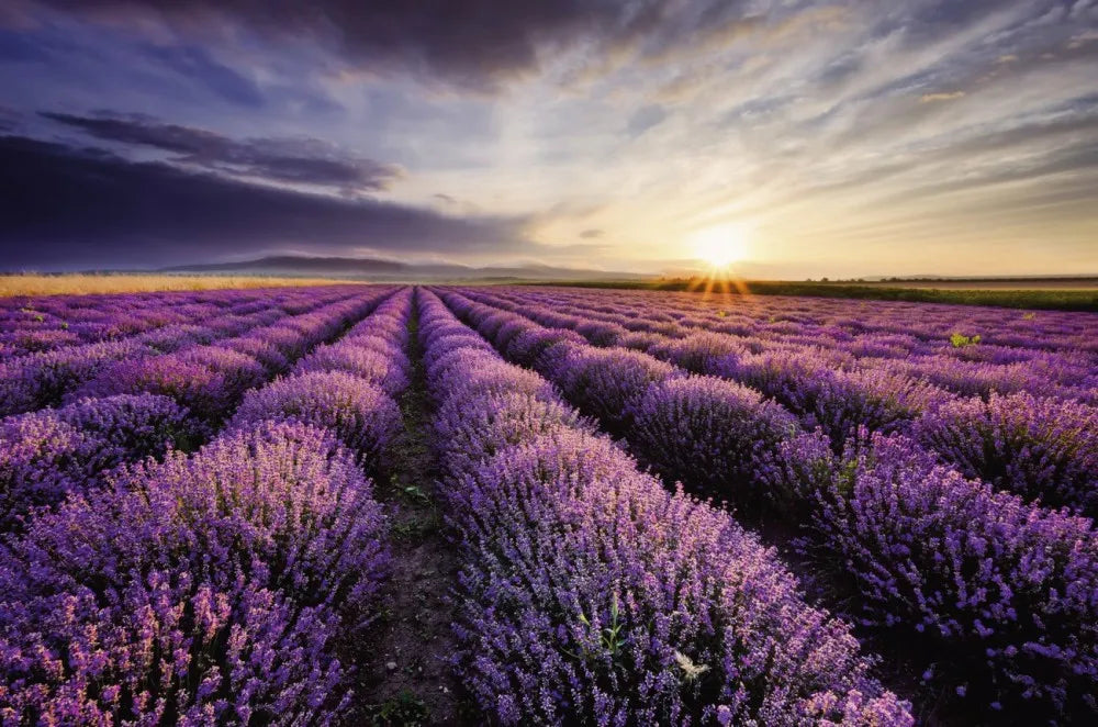 Lavender Fields