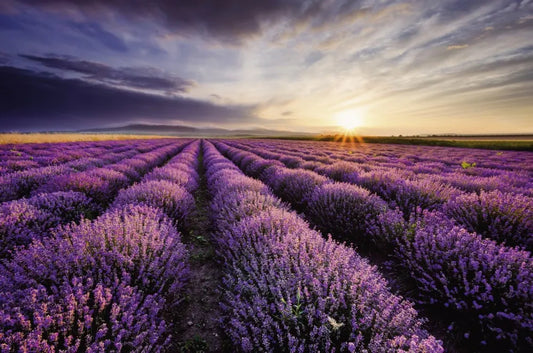 Lavender Fields