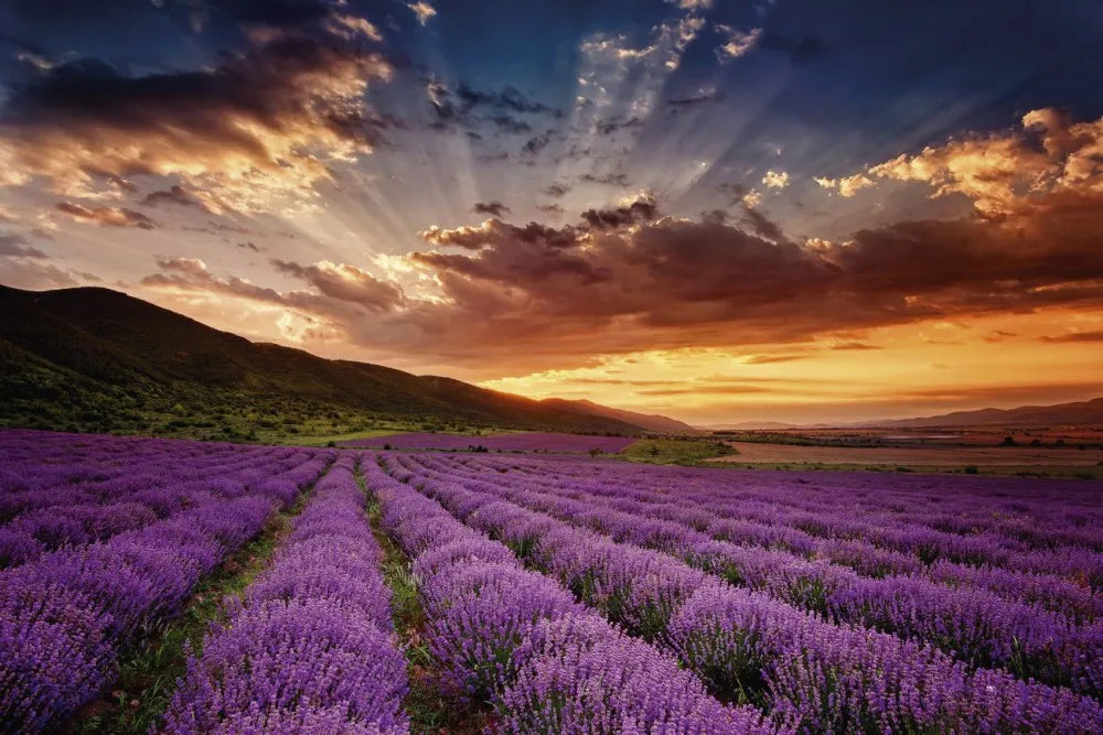 Lavender field