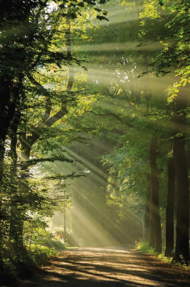 Morning in the forest