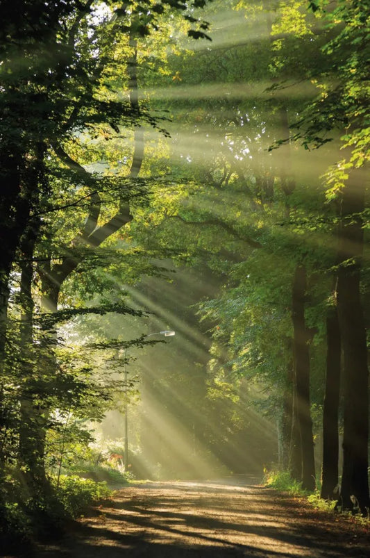 Morning in the forest