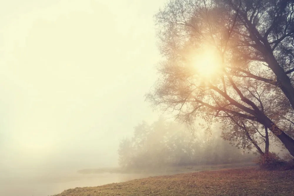 Morning mist on the river