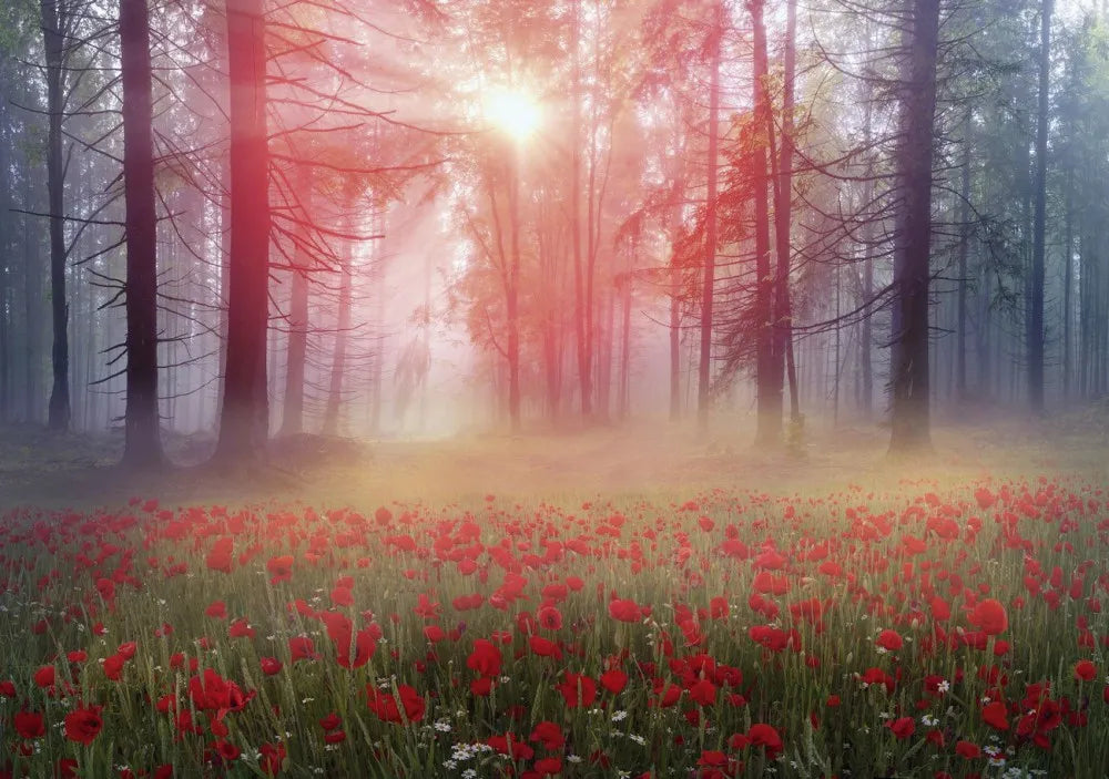 Morning in the forest