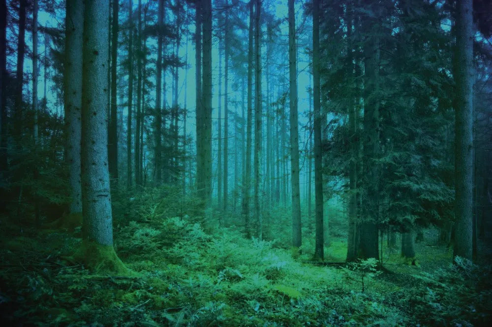 Evening in the forest