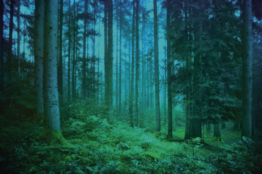 Evening in the forest
