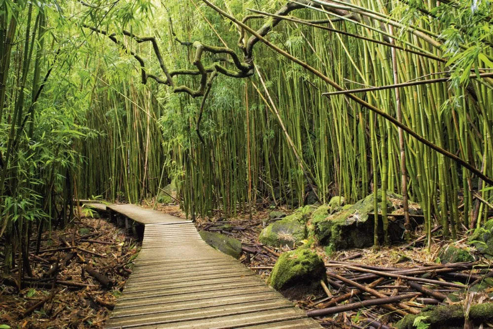 Bamboo forest