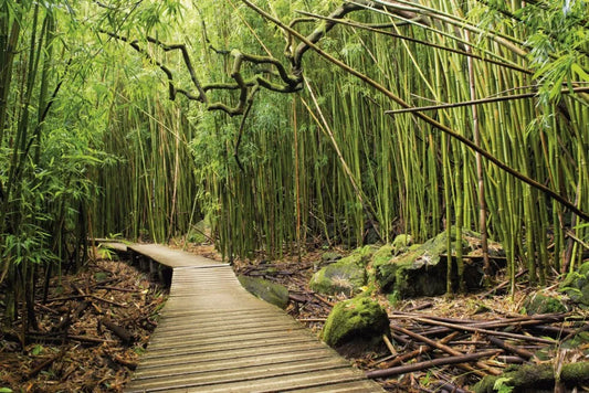 Bamboo forest