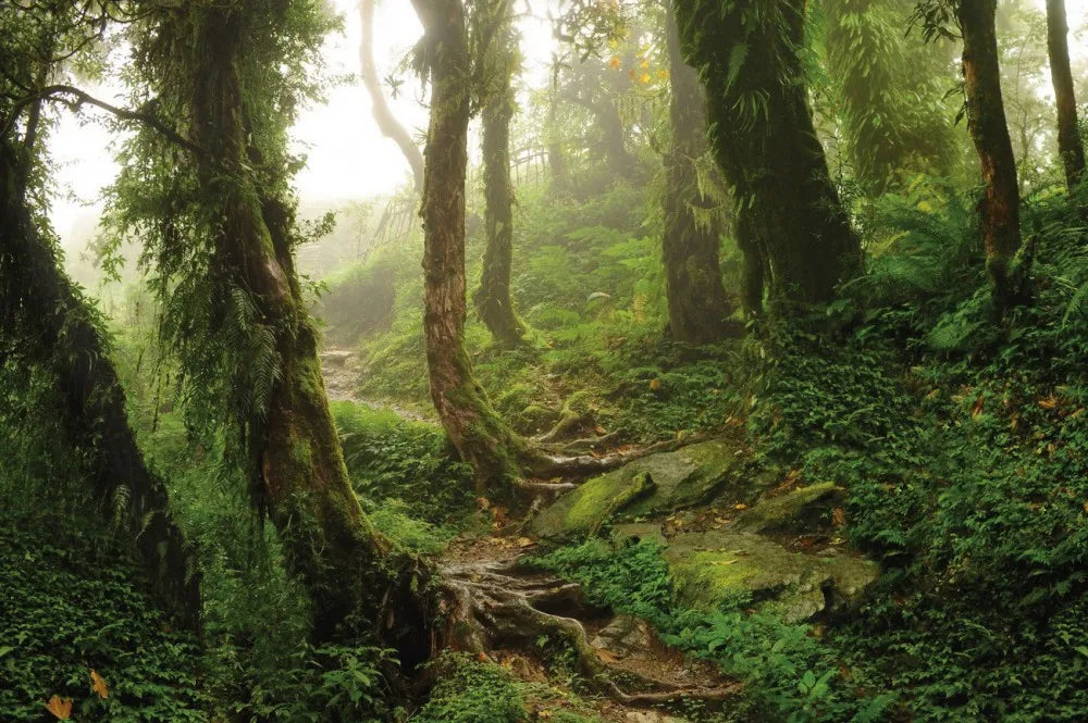 Rainforest