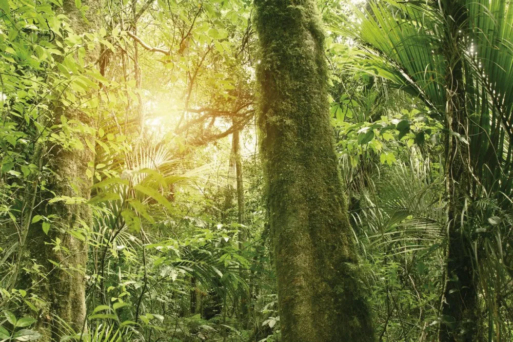 Rainforest