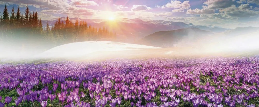 Blooming field