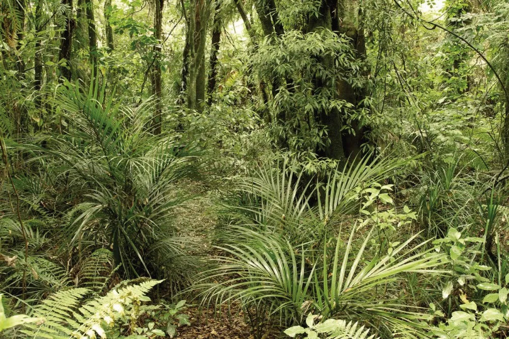 Rainforest