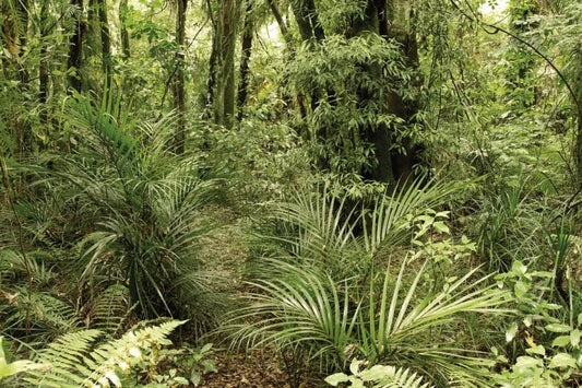 Rainforest