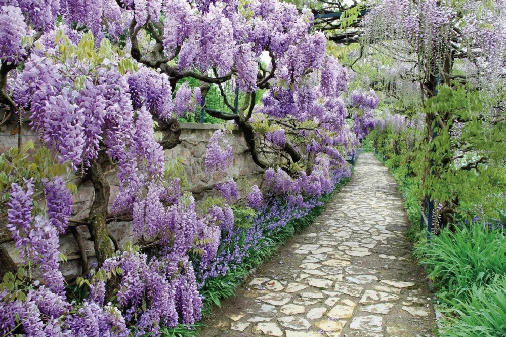 Blooming Wisteria