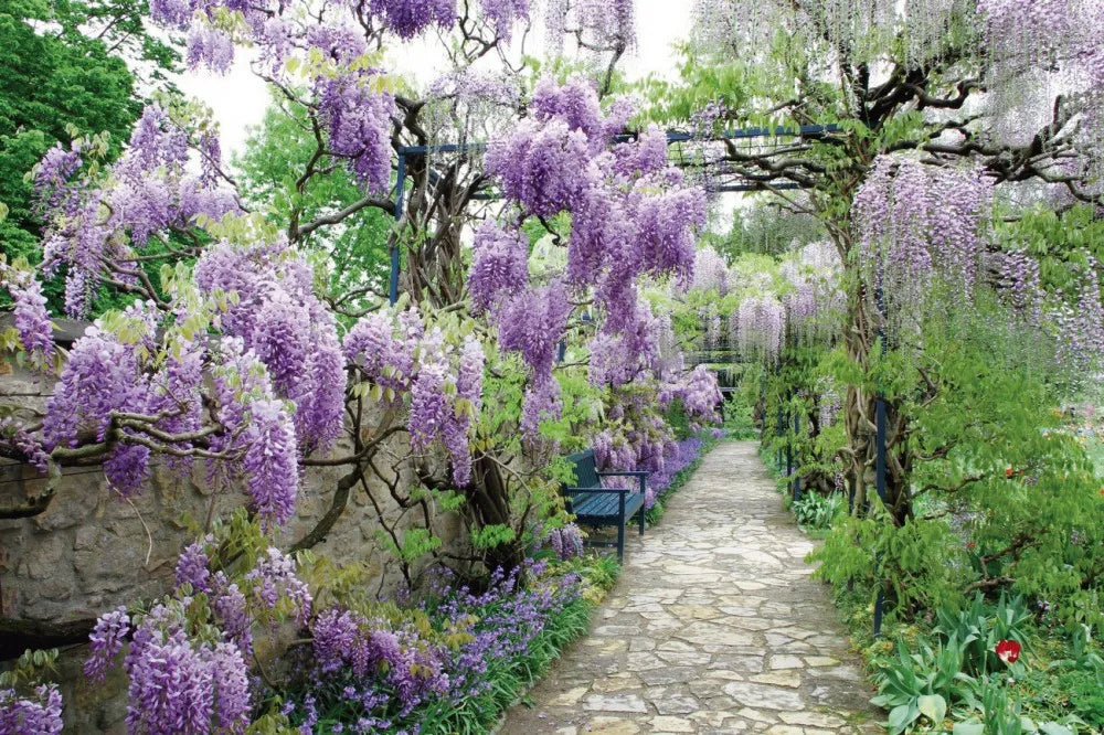 Blooming Wisteria