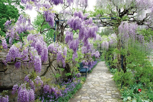 Blooming Wisteria