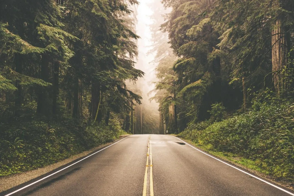 Road in the forest